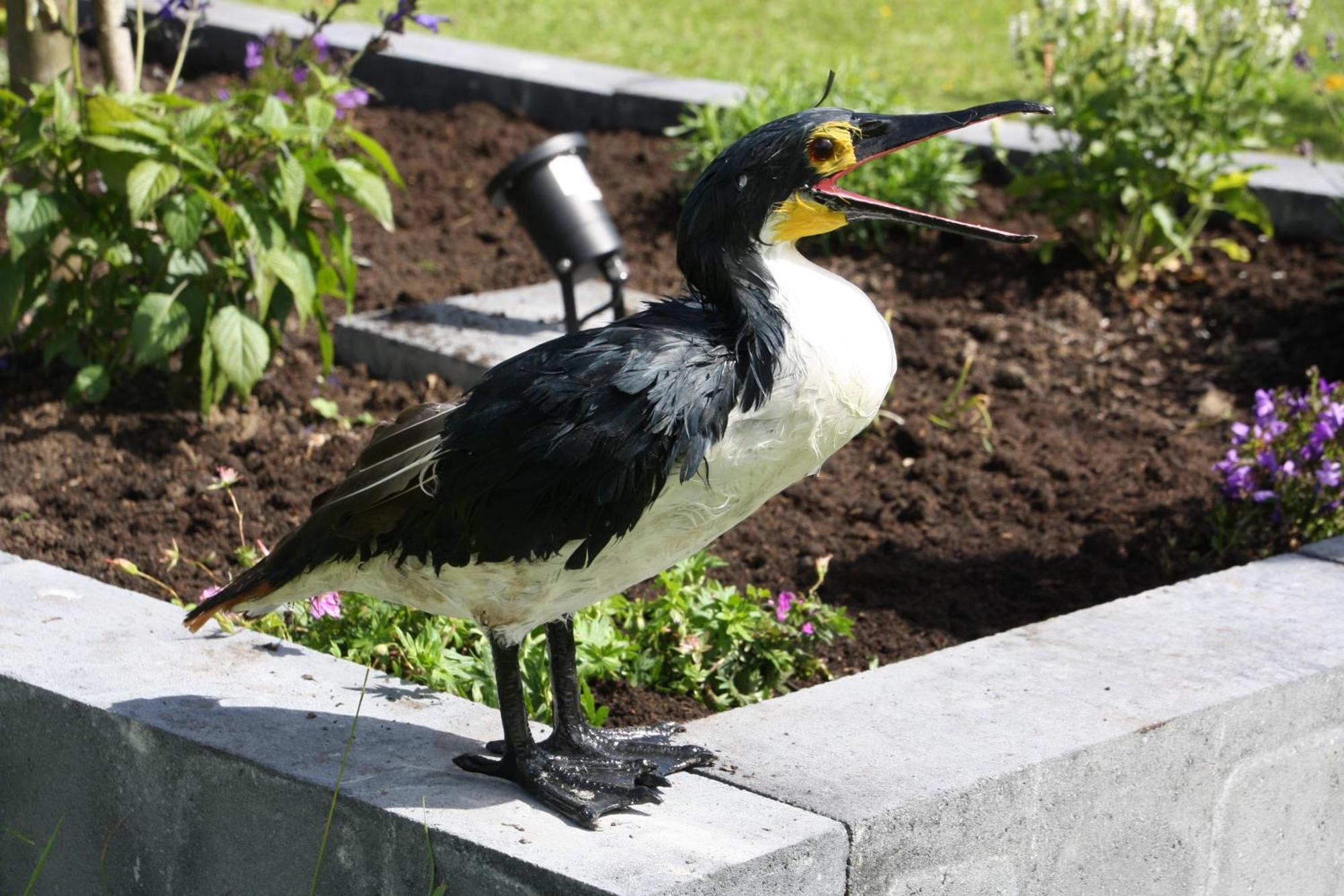Haus Kormoran Am Lauwersmeer 175 Anjum Exteriör bild